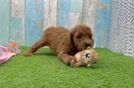 Mini Goldendoodle Pup Being Cute