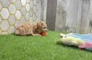 Cute Maltipoo Baby