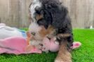 Best Mini Bernedoodle Baby