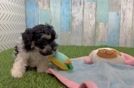 Popular Havapoo Poodle Mix Pup