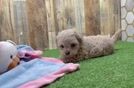 Funny Maltipoo Poodle Mix Pup