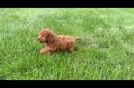 Cute Mini Goldendoodle Baby