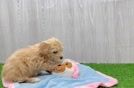 Maltipoo Puppy for Adoption