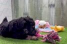 Mini Aussiedoodle Pup Being Cute