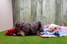 Aussiechon Puppy for Adoption