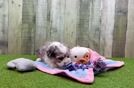 Cute Aussiechon Baby