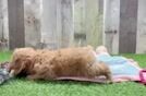 Meet Sheldon - our Cavachon Puppy Video