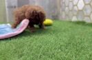 Poodle Puppy for Adoption