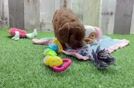 Friendly Cavapoo Baby