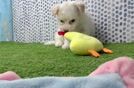 Playful Bichpoo Poodle Mix Puppy