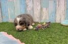 Meet Dakota - our Mini Bernedoodle Puppy Video