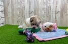 Meet Abby - our Shih Poo Puppy Video