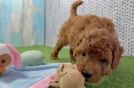 Meet Whiskey - our Mini Goldendoodle Puppy Video