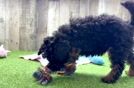 Best Mini Bernedoodle Baby