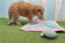 Best Mini Pomskydoodle Baby