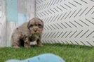 Meet Salvatore - our Havapoo Puppy Video
