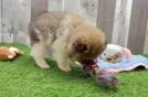 Funny Pomeranian Purebred Pup