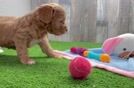 Fluffy Cavapoo Poodle Mix Pup