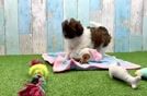Best Shih Poo Baby