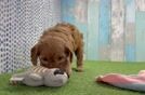 Cavapoo Puppy for Adoption