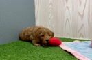 Meet Eiffel - our Mini Goldendoodle Puppy Video