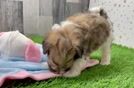 Maltipoo Pup Being Cute