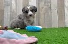 Cute Huskypoo Poodle Mix Puppy