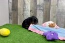 Cavapoo Puppy for Adoption
