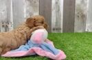 Best Cavapoo Baby