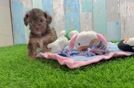 Fluffy Yorkie Poo Poodle Mix Pup