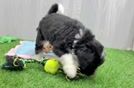 Mini Bernedoodle Puppy for Adoption