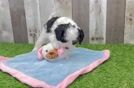 Cavapoo Puppy for Adoption