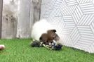 Meet Franco - our Pomeranian Puppy Video