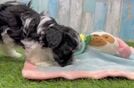 Playful Havanese Purebred Pup