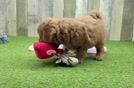 Mini Goldendoodle Pup Being Cute