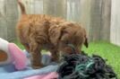Friendly Cavapoo Baby