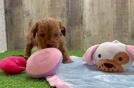 Energetic Cavoodle Poodle Mix Puppy