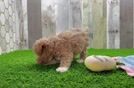 Maltipoo Pup Being Cute