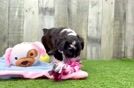Mini Aussiedoodle Puppy for Adoption