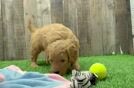 Mini Goldendoodle Puppy for Adoption