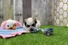 Hypoallergenic Shit Designer Puppy