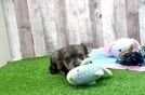 Best Mini Schnoodle Baby