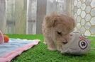 Playful Maltidoodle Poodle Mix Puppy