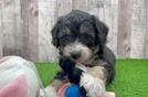 Mini Aussiedoodle Pup Being Cute