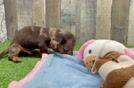 Dachshund Puppy for Adoption