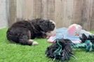 Best Mini Bernedoodle Baby