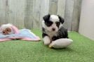 Energetic Aussie Bichon Designer Puppy