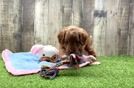 Hypoallergenic Irish Poodle Poodle Mix Puppy