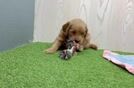Meet Basha - our Mini Goldendoodle Puppy Video