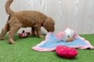 Meet Baron - our Mini Goldendoodle Puppy Video